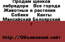 Продам щенков лабрадора - Все города Животные и растения » Собаки   . Ханты-Мансийский,Белоярский г.